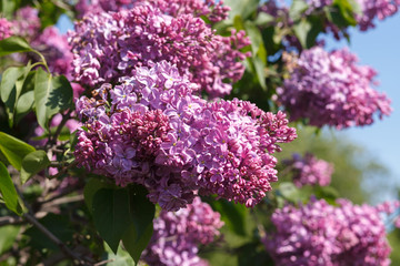 Sweet blossoming purple and violet lilac flowers. Green branch with spring lilac flowers on the green background. Blooming violet lilac bush at spring time with sunlight.