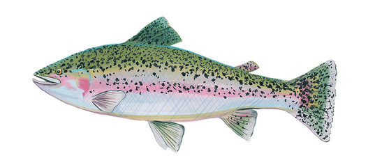 Acrylic illustration of a rainbow trout fish on a white background. Sea food illustration.