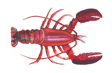 Acrylic illustration of a big red lobster on a white background. Sea food illustration,