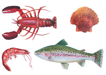 Acrylic illustration of a big royal red shrimp, red lobster, rainbow trout, scallop on a white background. Sea food illustration,