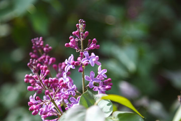 Obraz premium Sweet blossoming purple and violet lilac flowers. Green branch with spring lilac flowers on the green background. Blooming violet lilac bush at spring time with sunlight.