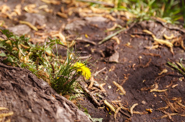 Yellow dandelion in a field of green grass. Dandelion in the foreground in focus with blur background.