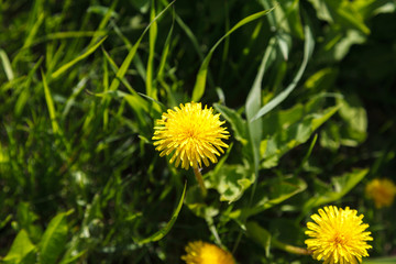 Yellow dandelion in a field of green grass. Dandelion in the foreground in focus with blur background.