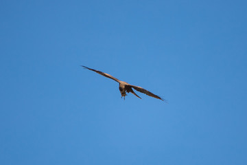 A black kite that had 