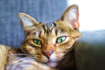 Face cat look sleepy 