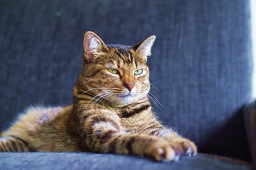 Kitty cat just woke up from nap