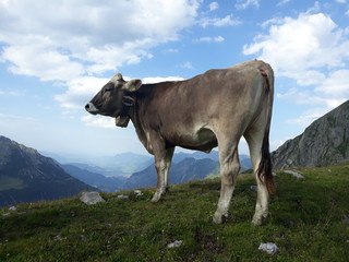 Fototapeta na wymiar Alpenkuh genießt Ausblick in den Alpen vor blauem Himmel