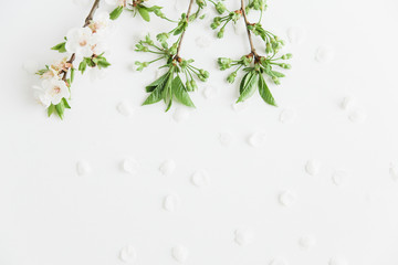 green flowering branch with petals.flat lay.minimalistic stylish image .flower background.
