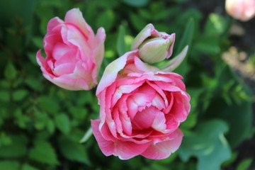 pink rose