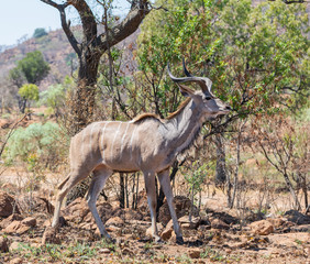 Kudu Bull