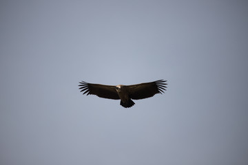 Obraz premium Vultures circling above (Masai Mara)
