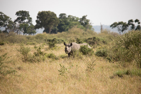 A lone rhino (Masai Mara)