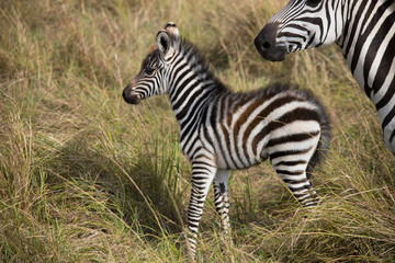 Fototapeta na wymiar Little baby zebra under mama (Masai Mara)