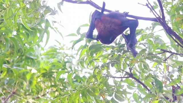 Beautiful Bat or Flying fox hanging on tree upside down in day time I Beautiful flying fox or bat stock video