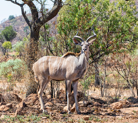Kudu Bull