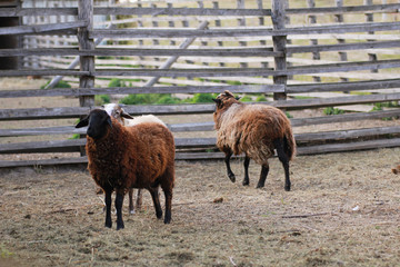 Obraz premium Sheep on the farm