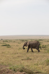 Fototapeta premium Elephant wandering alone (Masai Mara)
