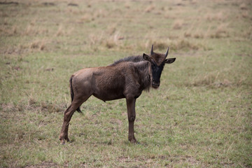 Naklejka na ściany i meble Young bull standing alone (Masai Mara)