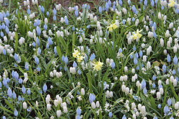 Fototapeta premium flowers in the garden