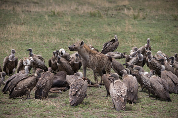 King of the kill (Masai Mara)