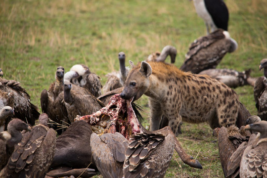 Guts and grime  (Masai Mara)