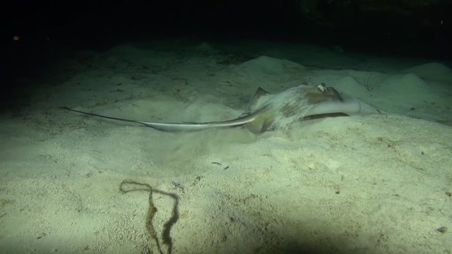 Stingray and Skate