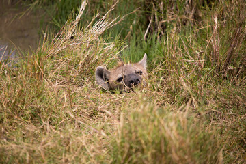 Sup, what you need?  (Masai Mara)