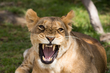 Fototapeta na wymiar A lion being a little angry (Masai Mara)