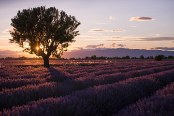 Trees in valensole lavenders in Provence at sunset with much violet colors / Coucher de soleil sur les lavandes à Valensole avec un arbre seul au milieu