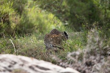 Leopard kitten (Masai Mara)