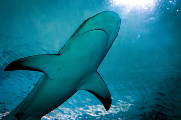 Shark Swimming Underwater 6