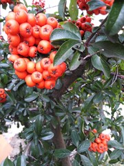 Obraz premium Ognik szkarłatny