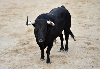 bull in spain running in bullring with big horns
