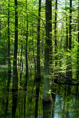 Fototapeta na wymiar Marsh in forest 