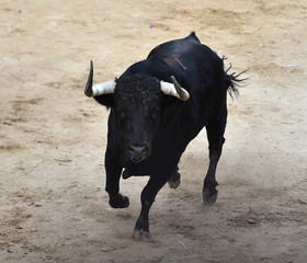 toro en españa corriendo en una plaza de toros con grandes cuernos