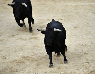 toro en españa corriendo en una plaza de toros con grandes cuernos