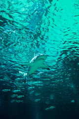 Fototapeta premium Shark Swimming Underwater 1