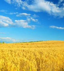 Wheat field against a blue sky