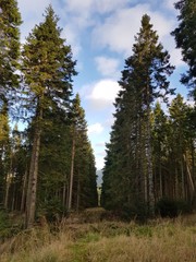 Fototapeta na wymiar trees in forest