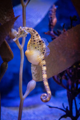 Pregnant Sea Horse