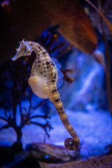 Pregnant Sea Horse 2