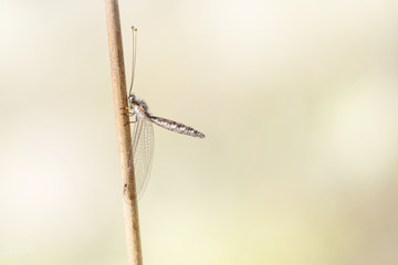 Owlfly, isolated, single, on stalk, clean background, copy space