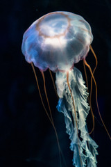 Black Sea Nettle Jellyfish