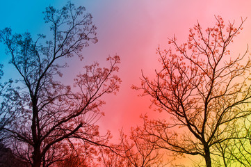 Trees without foliage with beautiful sky as background