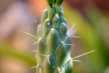 cactus San Pedro Echinopsis pachanoi, spiny macro detail