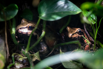 Hidden Bullfrogs
