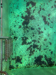 Dirty swimming pool with green colored water in early spring after winter season that needs to be cleaned