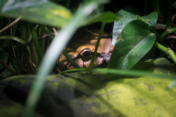 Hidden Bullfrog