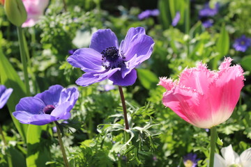 flowers in garden
