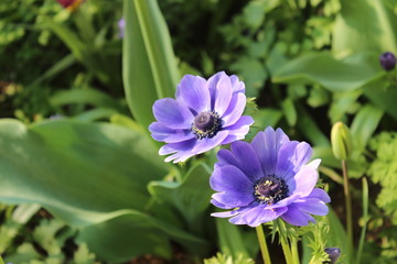 blue flower